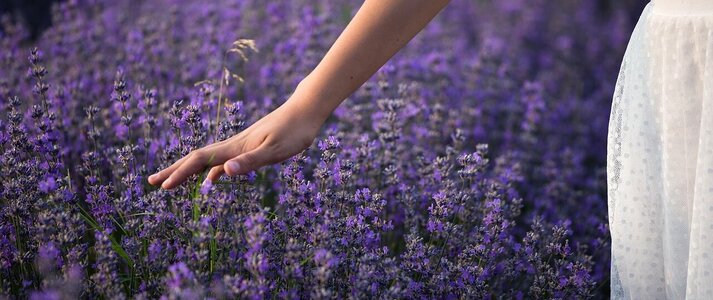 Zdjęcie przedstawia dłoń kobiety na polu lawendy