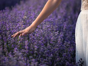 Zdjęcie przedstawia dłoń kobiety na polu lawendy