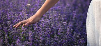 Zdjęcie przedstawia dłoń kobiety na polu lawendy