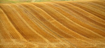 Zdjęcie przedstawia pole