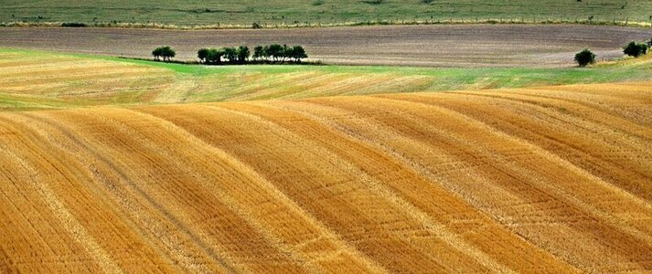 Zdjęcie przedstawia pole