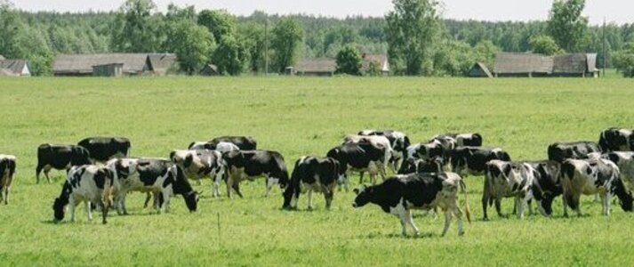 Obrazek przedstawia stado krów na polu