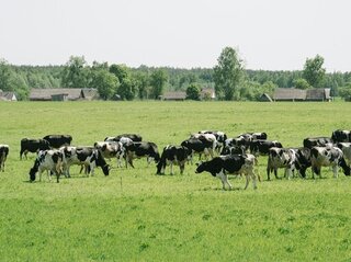 Obrazek przedstawia stado krów na polu