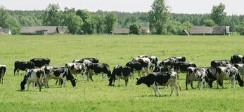 Obrazek przedstawia stado krów na polu