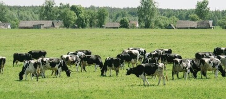 Obrazek przedstawia stado krów na polu