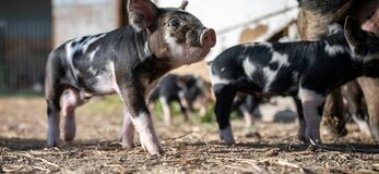 mała świnka idąca przed siebie