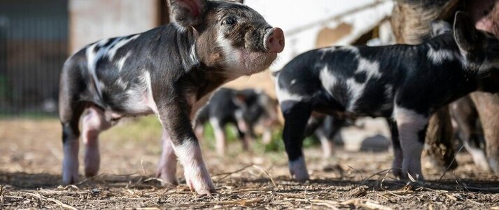 mała świnka idąca przed siebie