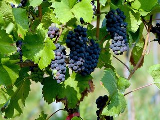 Zdjęcie przedstawia winogrono na winorośli.