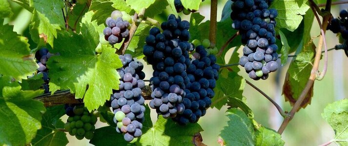 Zdjęcie przedstawia winogrono na winorośli.