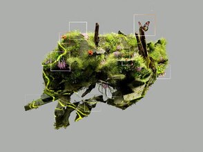 Obrazek przedstawia wycinek gleby z zaznaczonymi w kwadratach elementami jak motyl, kora drzewa, mech