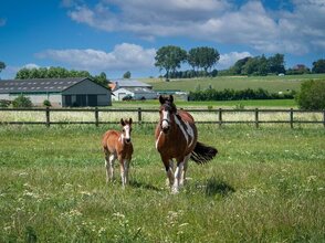 zdjęcie przedstawia dwa konie na pastwisku