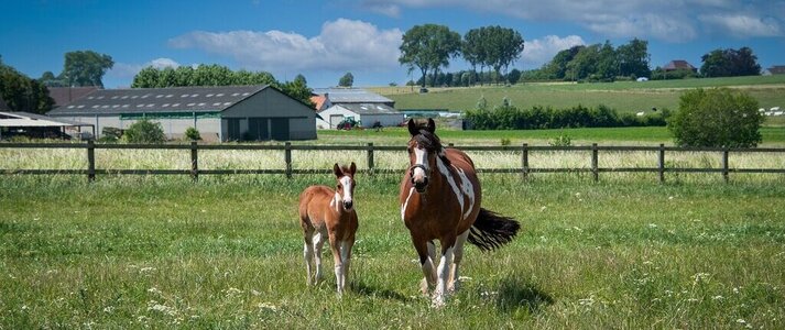 zdjęcie przedstawia dwa konie na pastwisku