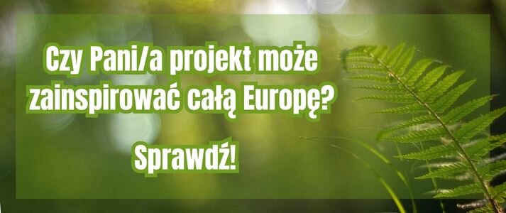 Paprotka w lesie.