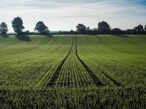 Zdjęcie przedstawia pole