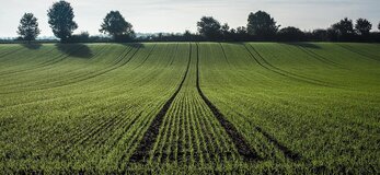 Zdjęcie przedstawia pole