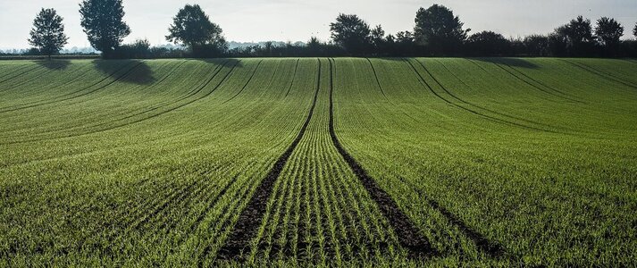 Zdjęcie przedstawia pole