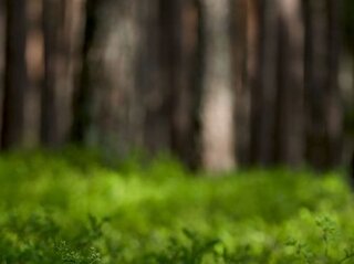 Rozmazane zdjęcie ściółki leśnej i drzew 