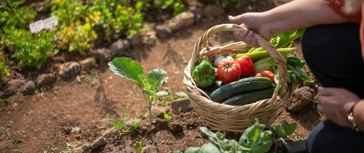 Zdjecie przedstawia koszyk warzyw 