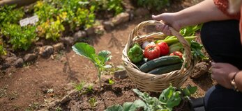 Zdjecie przedstawia koszyk warzyw 