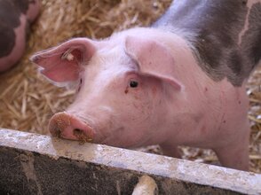 Obrazek przedstaiwa młodą świnie