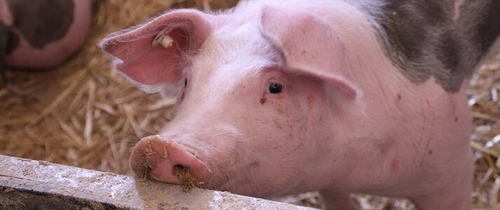 Obrazek przedstaiwa młodą świnie