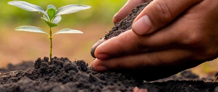 Zdjęcie przedstawia dłoń, glebę i roślinę