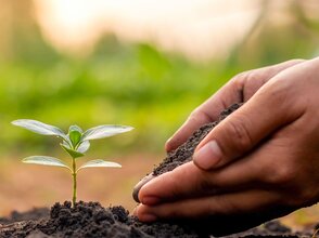 Obrazek przedstawia roślinę w glebie i dłoń podsypującą ziemią roślinę