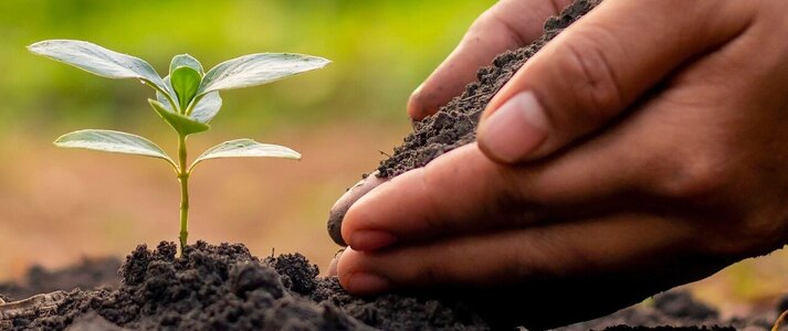 Obrazek przedstawia roślinę w glebie i dłoń podsypującą ziemią roślinę..