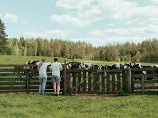 Zdjecie rpzedstawia ludzi obserwujących krowy