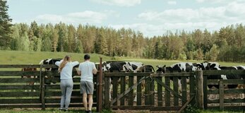 Zdjecie rpzedstawia ludzi obserwujących krowy