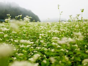Zdjęcie przedstawia pole gryki.