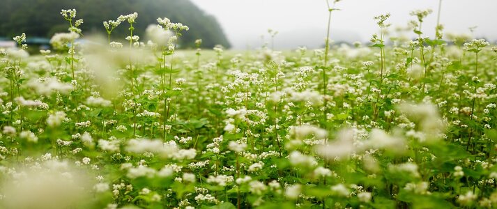Zdjęcie przedstawia pole gryki.