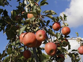 Zdjęcie przedstawia jabłoń