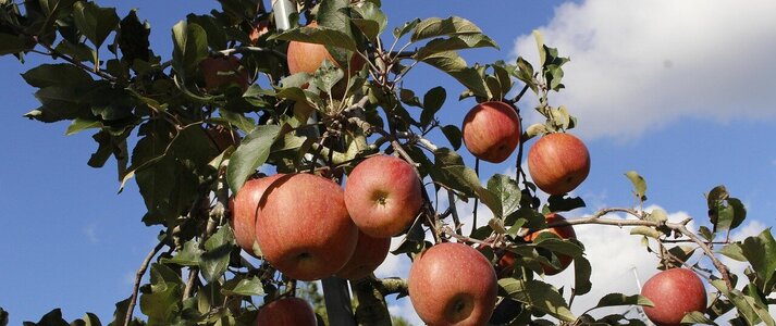 Zdjęcie przedstawia jabłoń