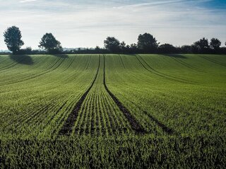 Zdjęcie przedstawia pole