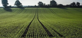 Zdjęcie przedstawia pole