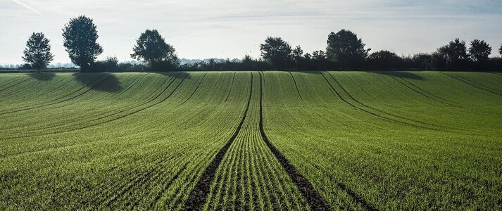 Zdjęcie przedstawia pole