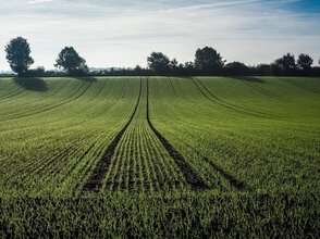 Zdjęcie przedstawia pole