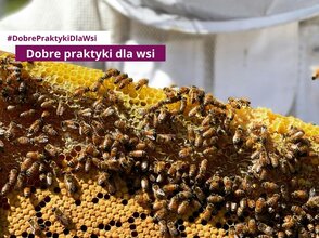 Zdjecie przedstawia pszczoły