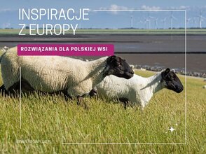 Zdjecie przedstawia dwie owce na polu