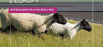 Zdjecie przedstawia dwie owce na polu