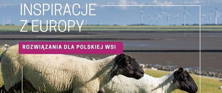 Zdjecie przedstawia dwie owce na polu