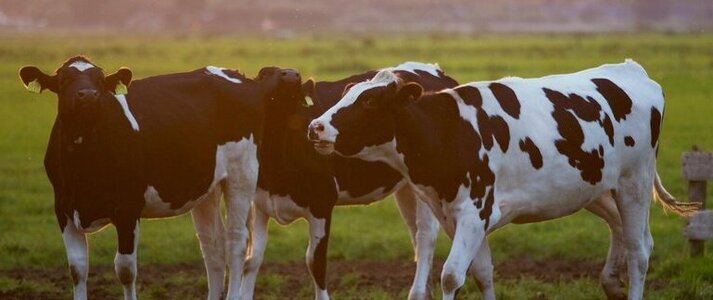 trzy krowy na pastwisku