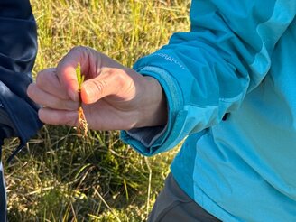 Obrazek przedstawia rośliny prezentowanie uczestnikom szkolenia