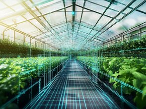 Zdjęcie przedstawia szklarnię