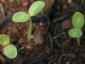 Zdjęcie przedstawia kiełkujące rośliny na polu