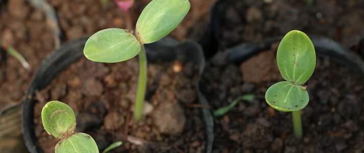 Zdjęcie przedstawia kiełkujące rośliny na polu