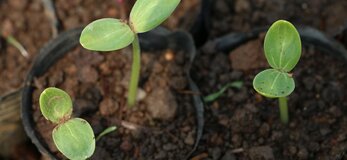 Zdjęcie przedstawia kiełkujące rośliny na polu