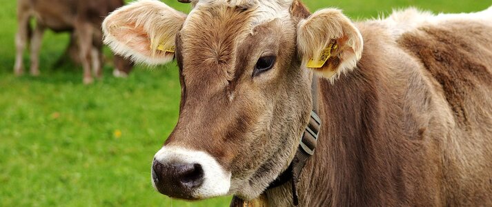 Obrazek przedstawia bydło mięsne na poastwisku.