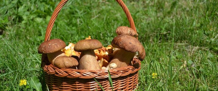 Zdjęcie przedstawia kosz z grzybami